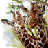 Giraffe Pair Diamond Painting Kit